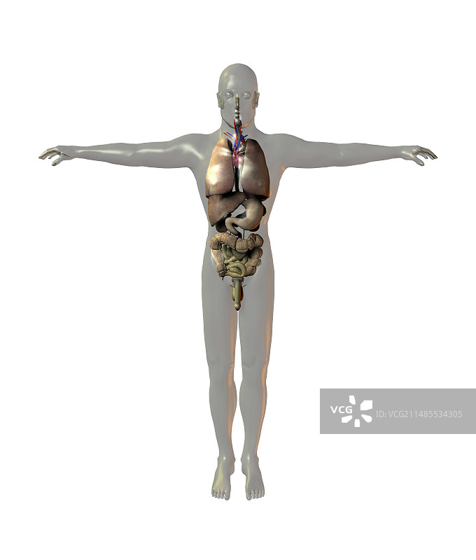 人体内部器官图片素材