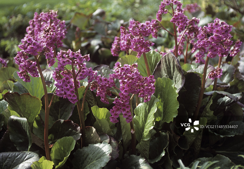 紫色的阔叶岩白菜图片素材
