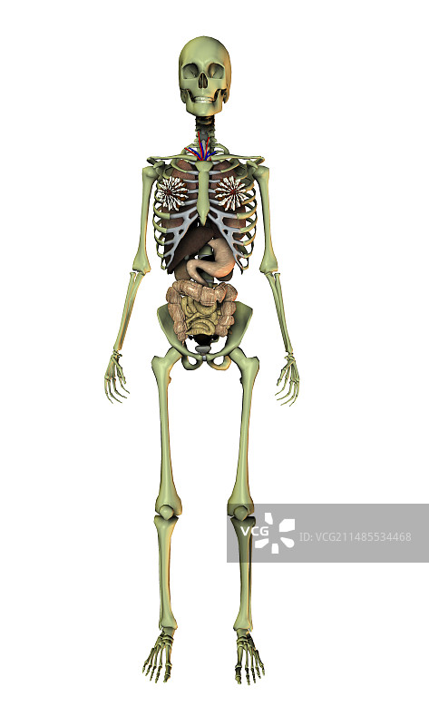 人体内部器官图片素材