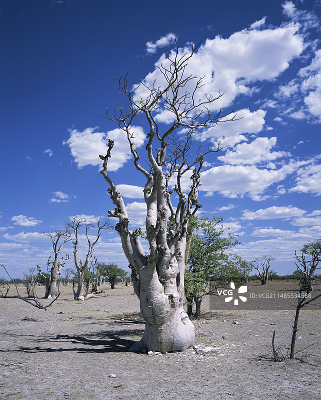 Sprokies木辣木森林图片素材