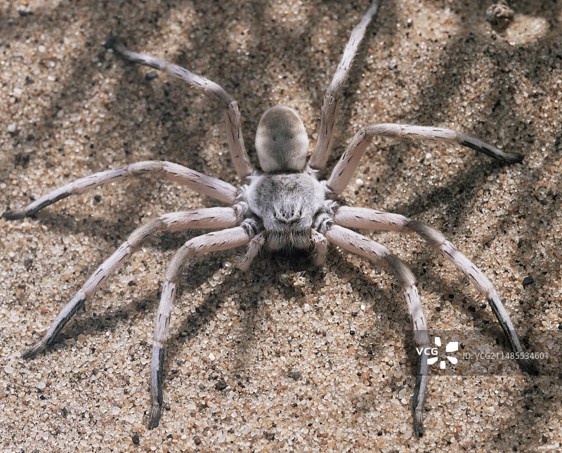 沙丘白蛛图片素材