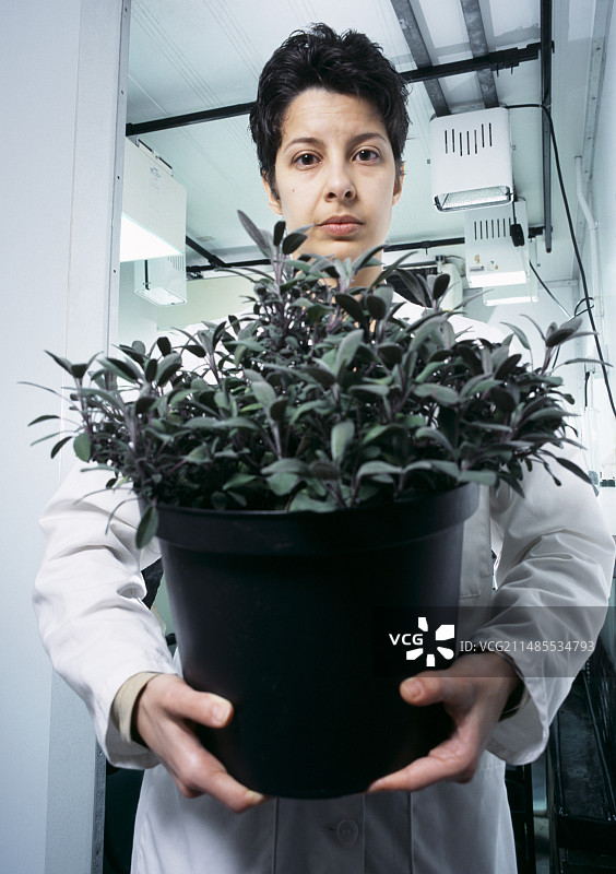 鼠尾草植物研究图片素材