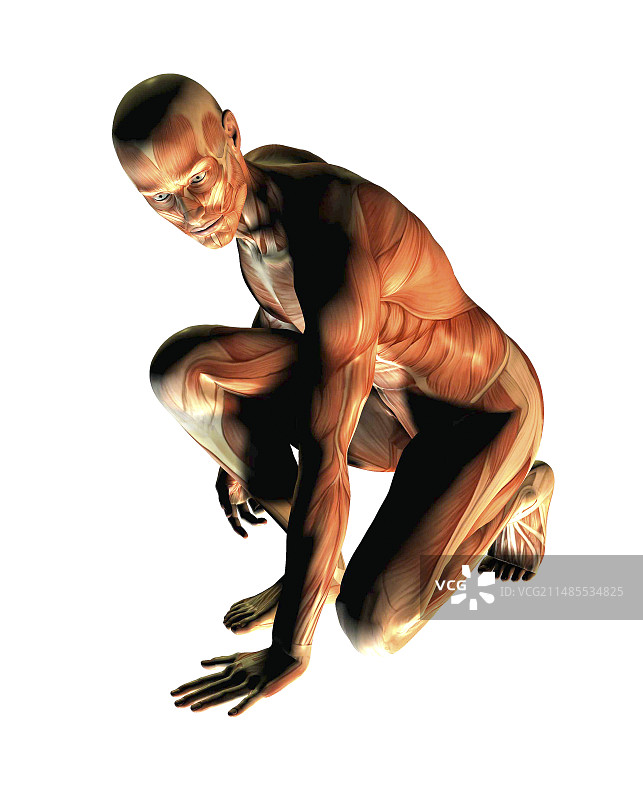 男性肌肉组织图片素材