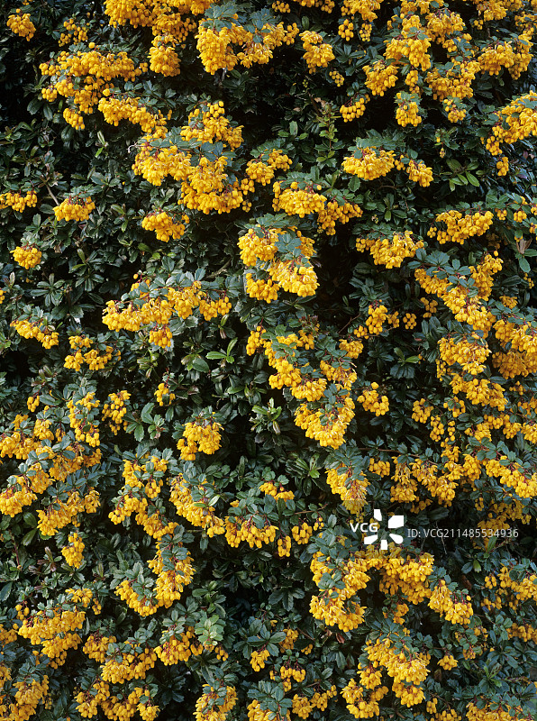 达尔文小檗图片素材