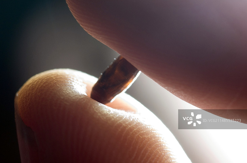 绿蝇蛹图片素材