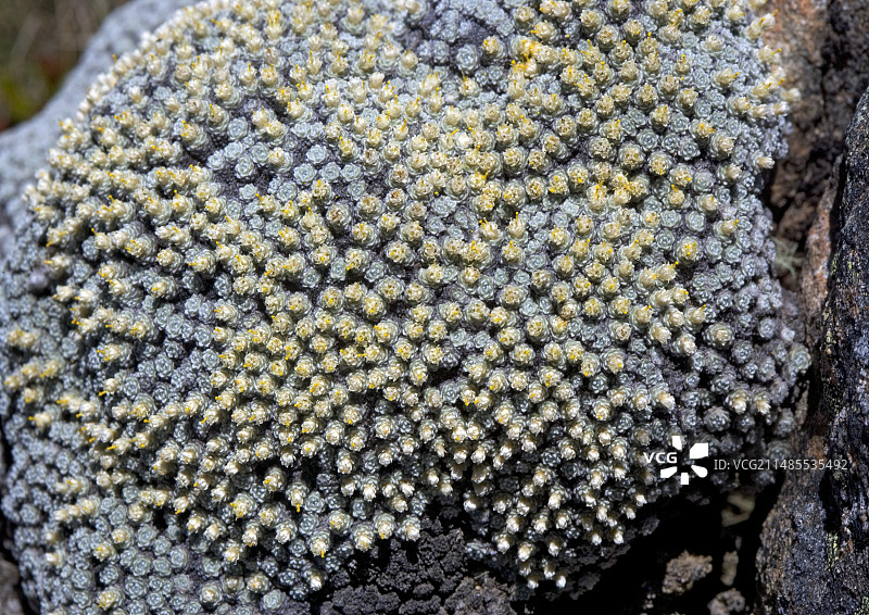 丘状劳利亚植物图片素材