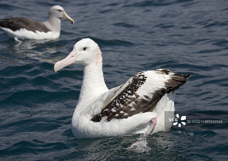 漂泊信天翁图片素材