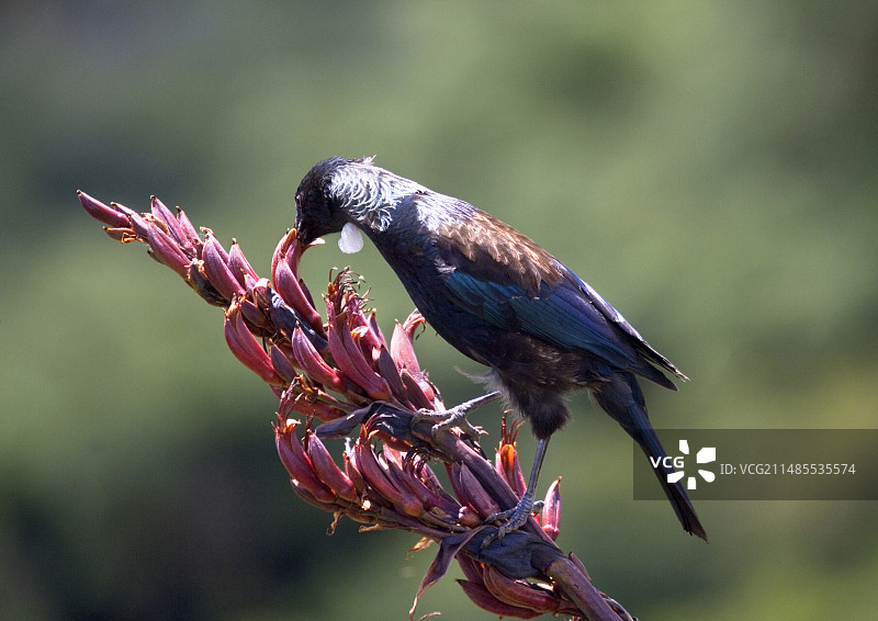 图伊鸟图片素材