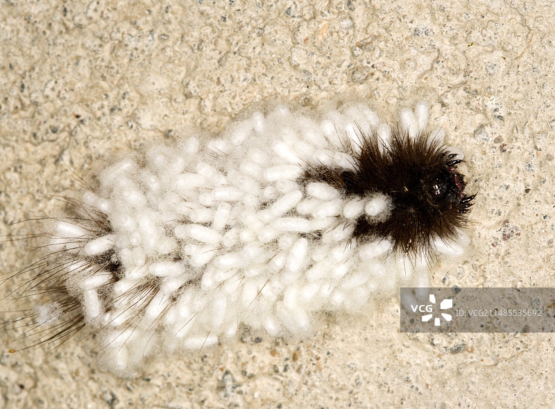 被寄生的花园虎毛虫图片素材