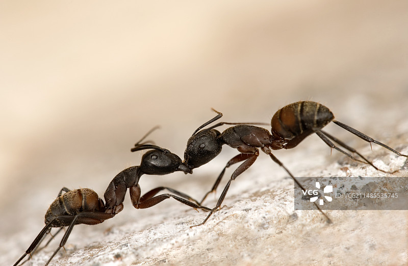 木匠蚂蚁打架图片素材