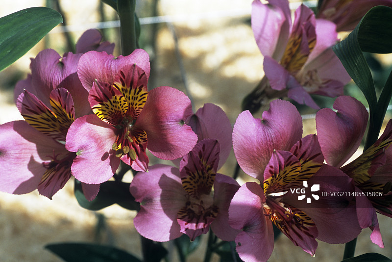 秘鲁百合花（麦当娜）图片素材