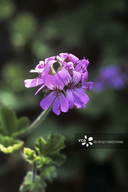 天竺葵图片素材