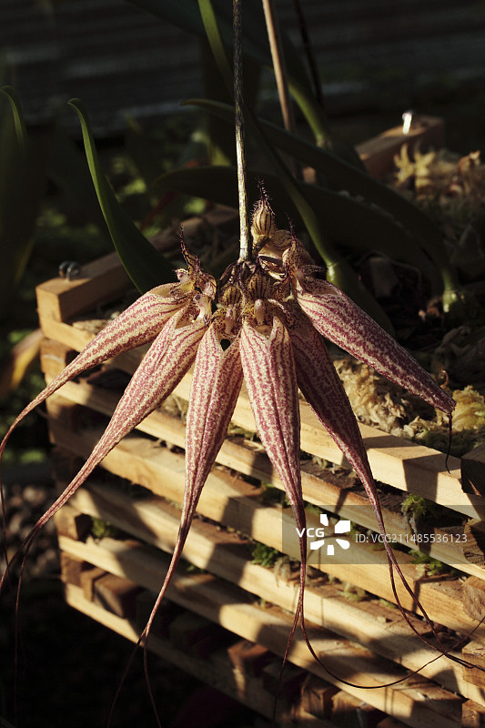 伊丽莎白球兰图片素材