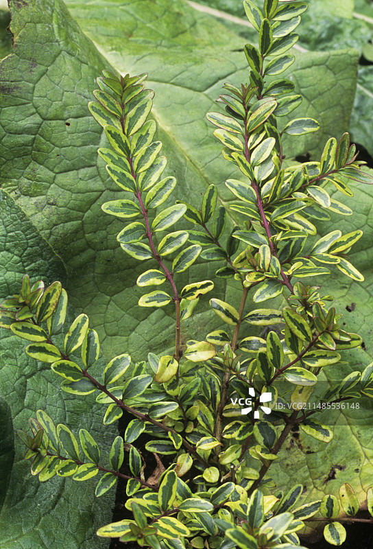 金银花图片素材