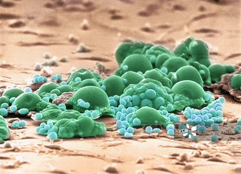 脂肪细胞，扫描电镜图片素材