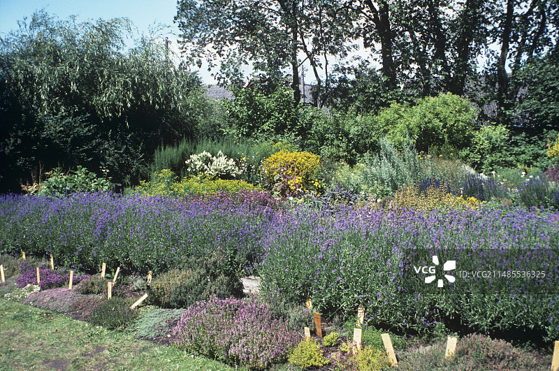 香草园图片素材