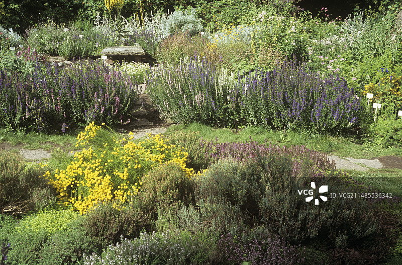 香草园图片素材