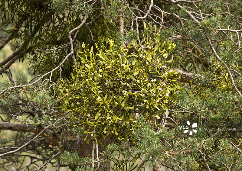 树上的槲寄生图片素材