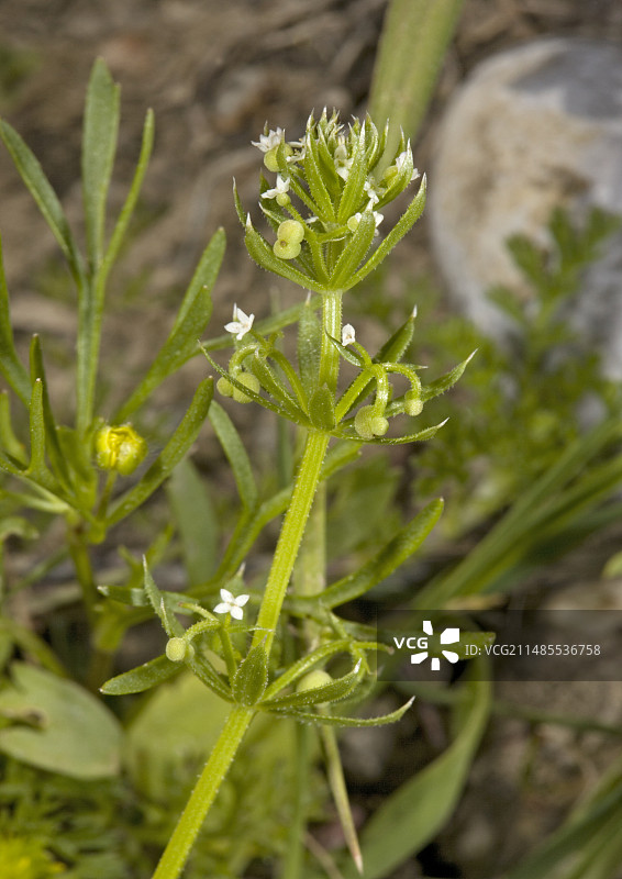 三叶猪殃殃图片素材