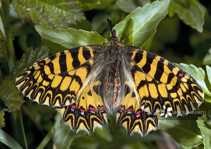 南部彩蝶图片素材