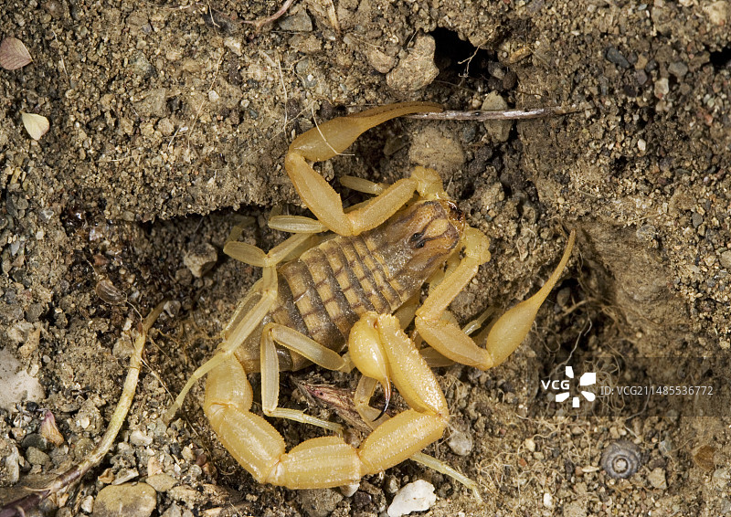 欧洲蝎子图片素材