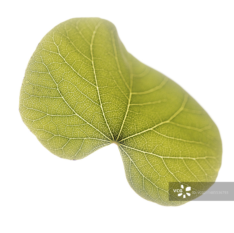 紫荆树叶图片素材