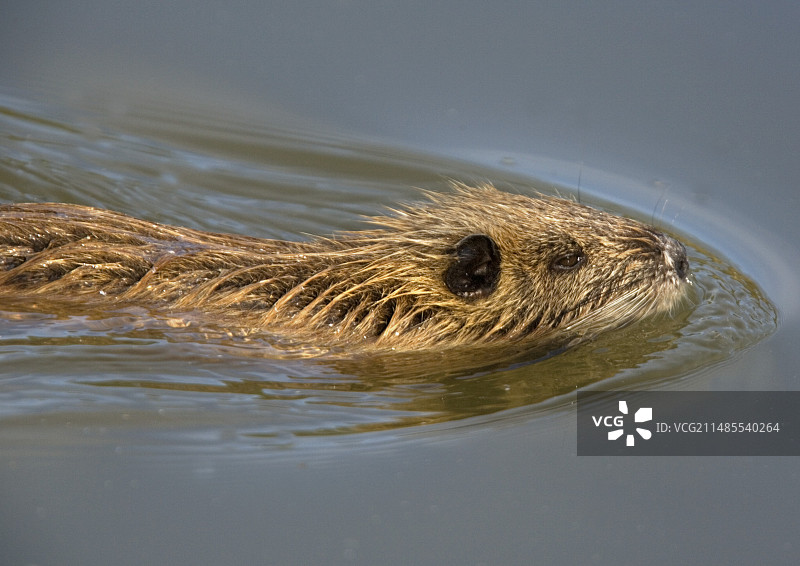 幼年河狸鼠游泳图片素材