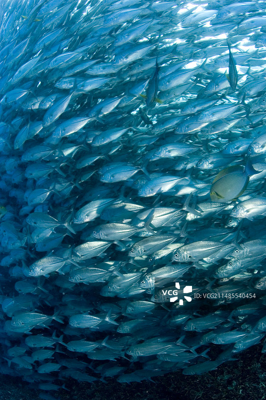 成群的大眼鲹图片素材
