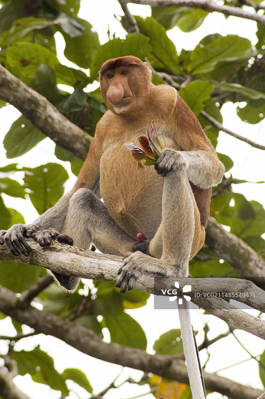 长鼻猴图片素材