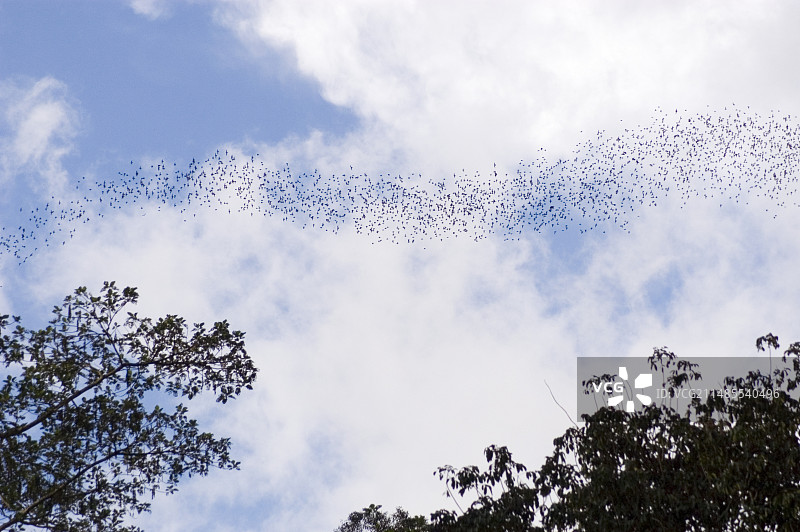 蝙蝠群图片素材