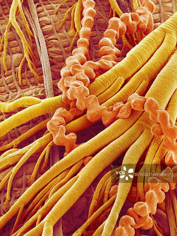 蛾幼虫内部结构扫描电镜图图片素材