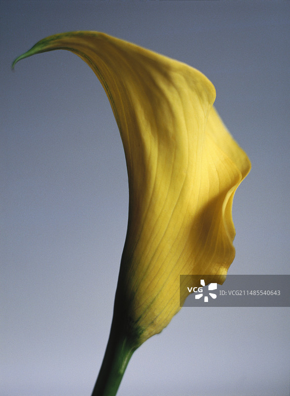 马蹄莲图片素材