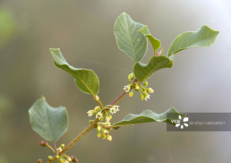 欧洲鼠李图片素材