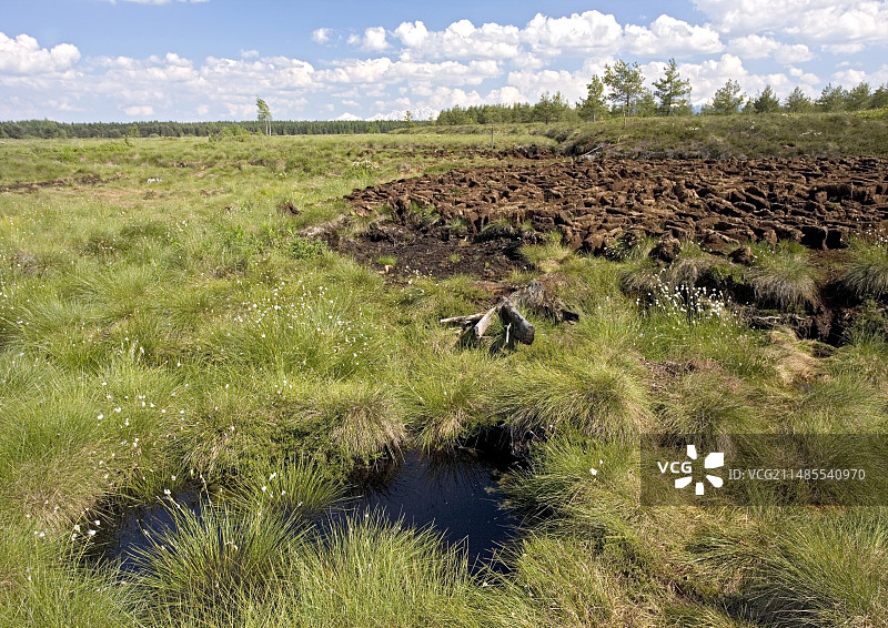 泥炭沼泽自然保护区图片素材