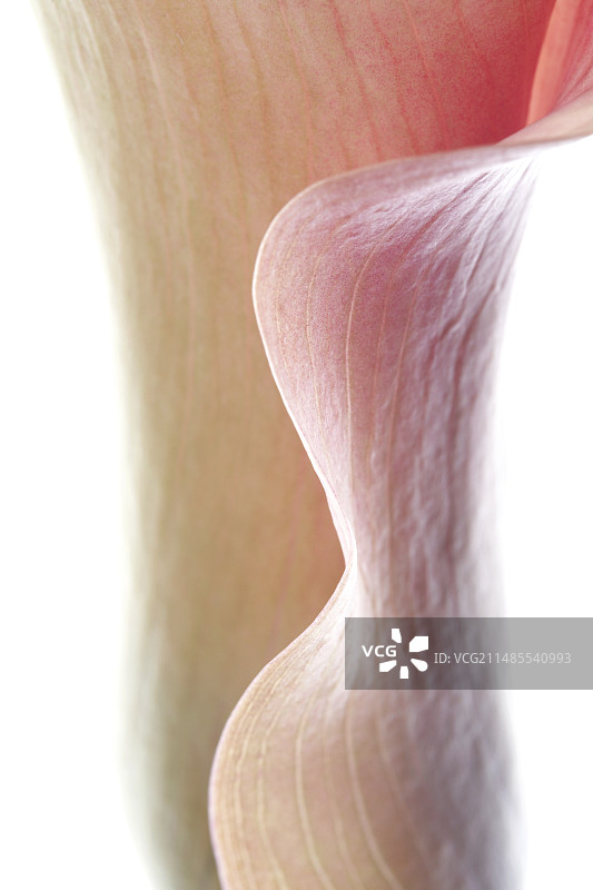 马蹄莲图片素材