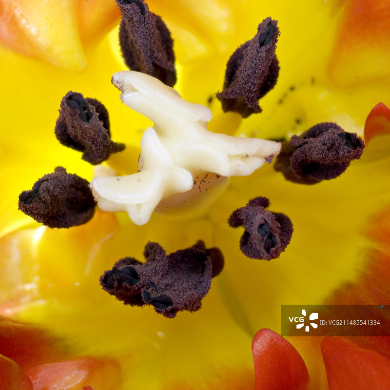 郁金香的生殖结构图片素材