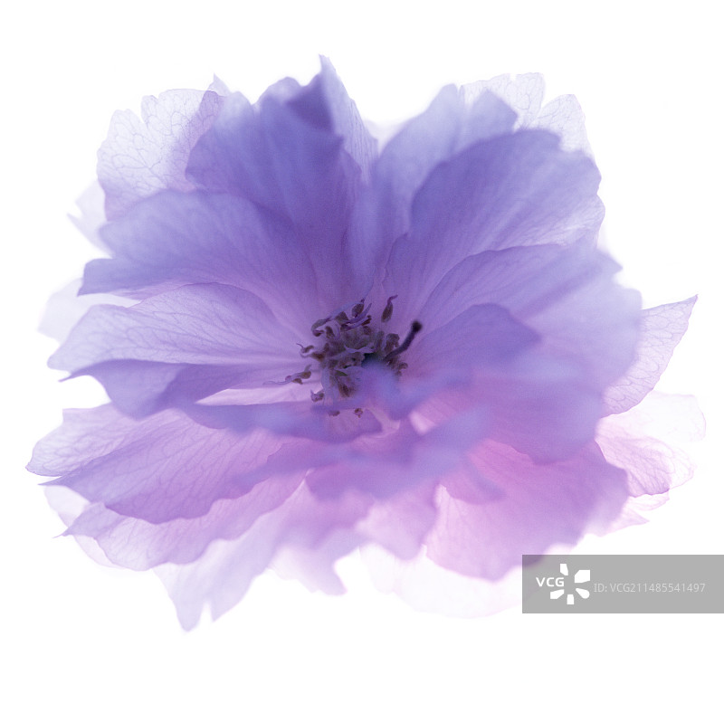 玫瑰花（玫瑰属）图片素材