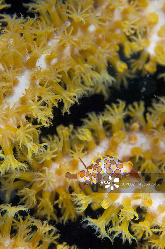 同盟宝螺图片素材