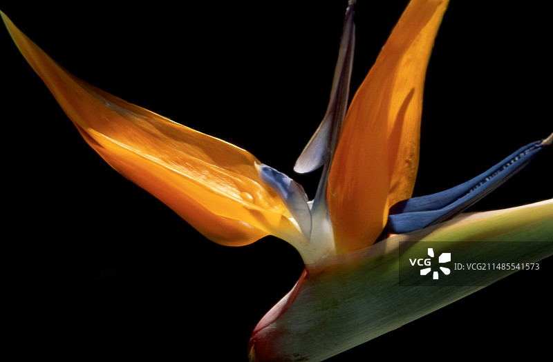 天堂鸟花图片素材