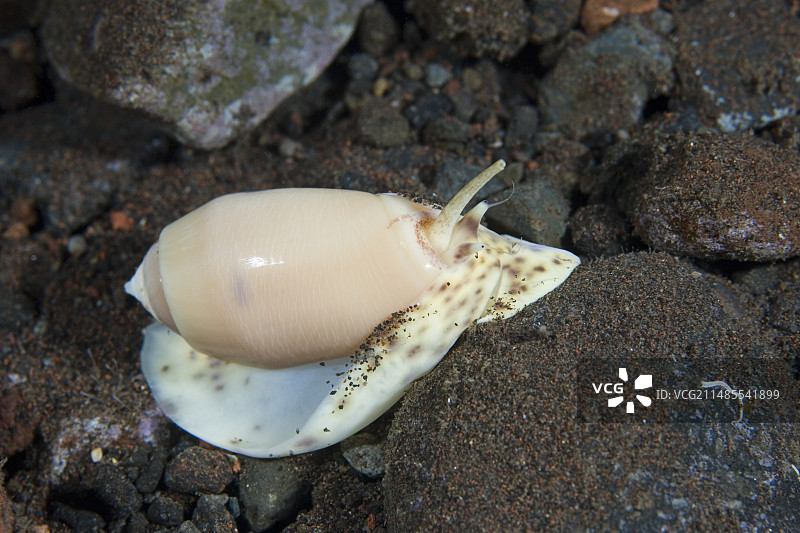 橄榄壳蜗牛图片素材