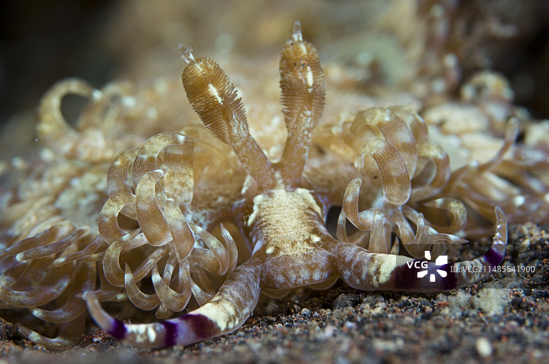 海蛞蝓图片素材