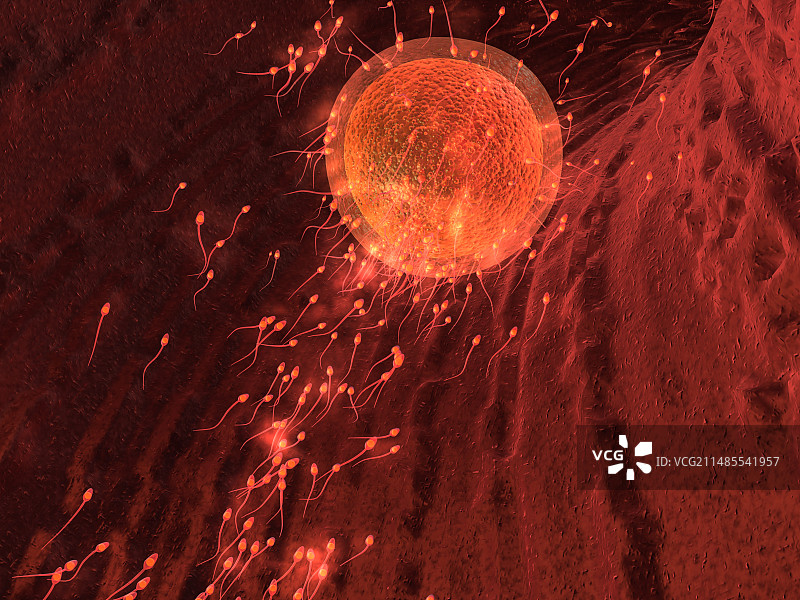 受精作用计算机艺术作品图片素材