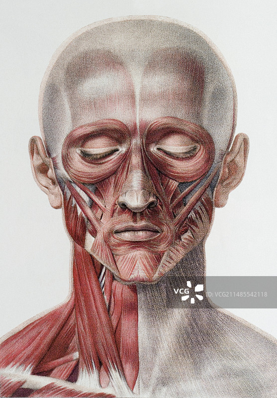 头颈部肌肉图片素材