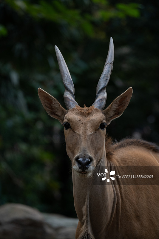 羚羊 林中的伊兰羚羊图片素材