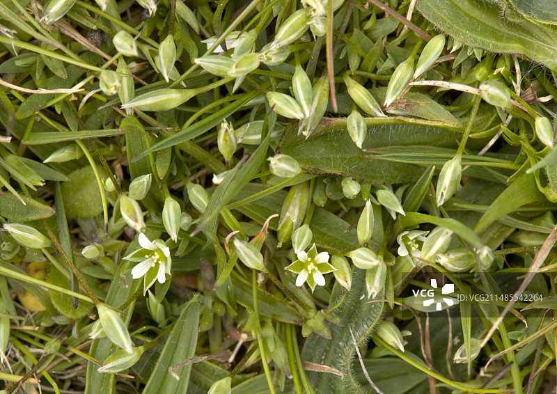 直立蚤缀图片素材