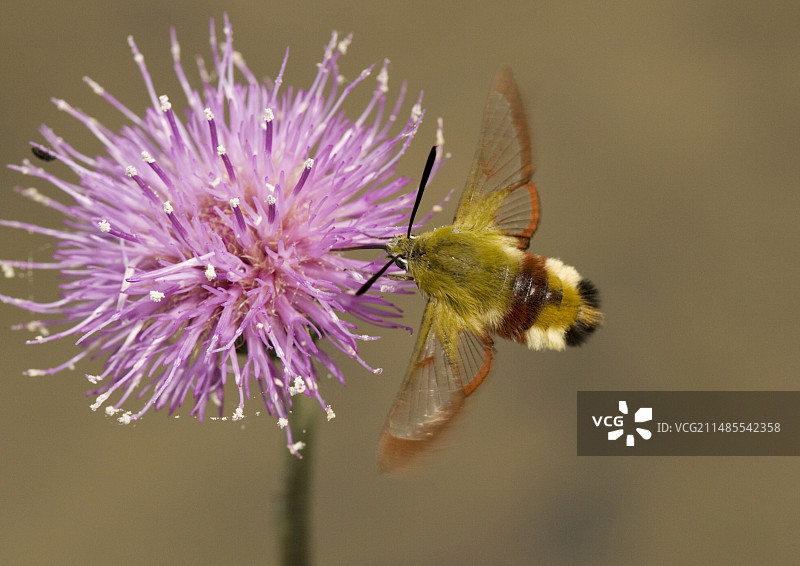 宽边蜂鸟蛾图片素材