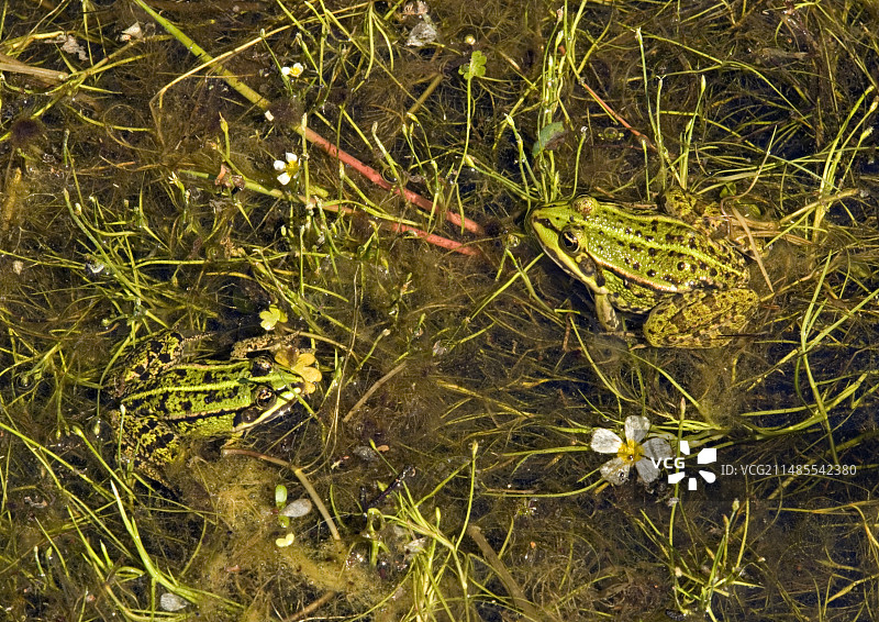 欧洲食用蛙图片素材