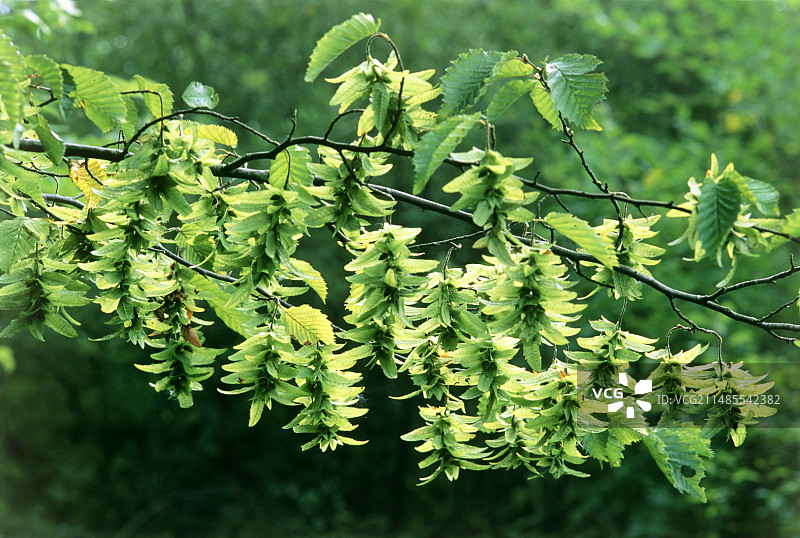 普通欧洲鹅耳枥图片素材