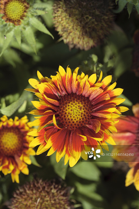 天人菊图片素材