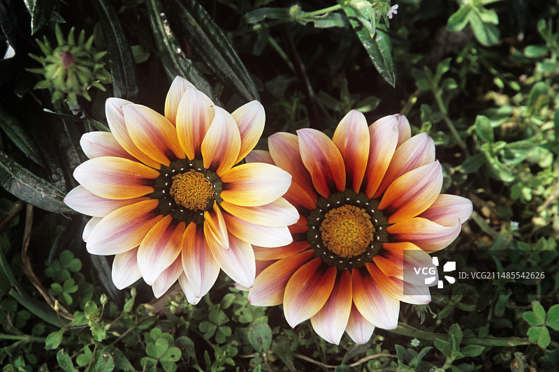 加赞尼亚（Gazania splendens）图片素材